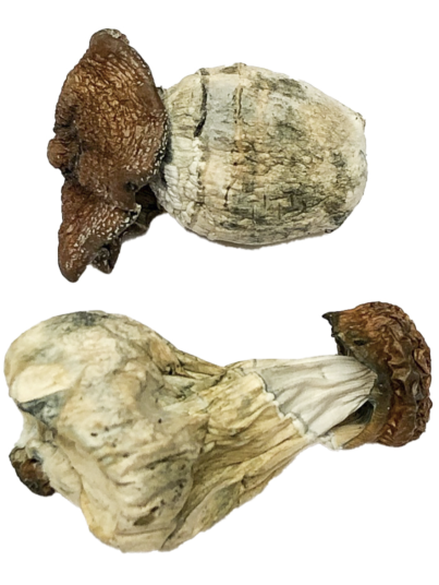 Buy Dino Egg Magic Mushrooms